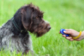 AdobeStock_64548156.jpeg
