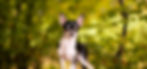 Headerbild Der Chihuahua, Fun Koch's Chihuahuas, Luzern Wiggertal, Elena Koch