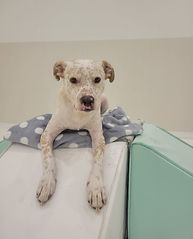 dogs having fun at Pupper Club doggy daycare in San Diego
