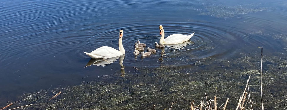 swans w babies.jpeg