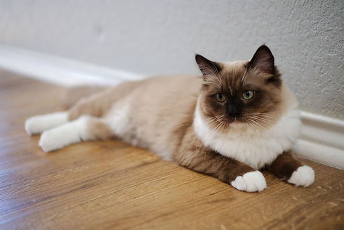 Ragdoll Seal Mitted Mink