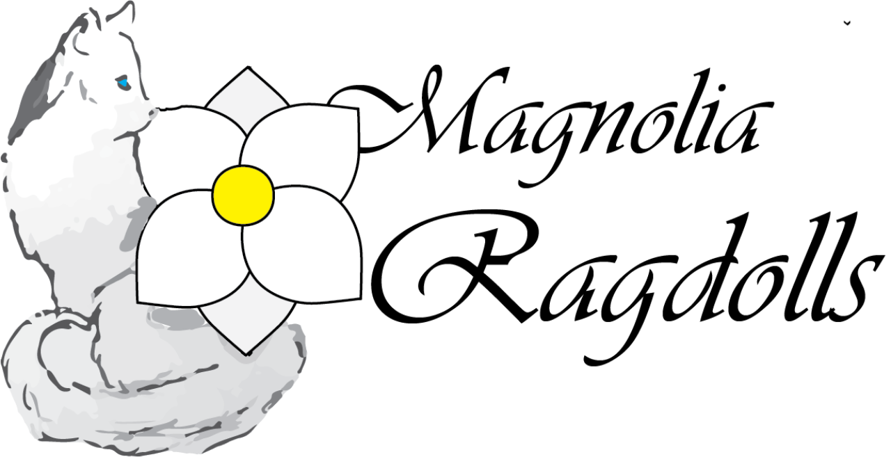 Kitten Adoption Process Magnolia Ragdolls