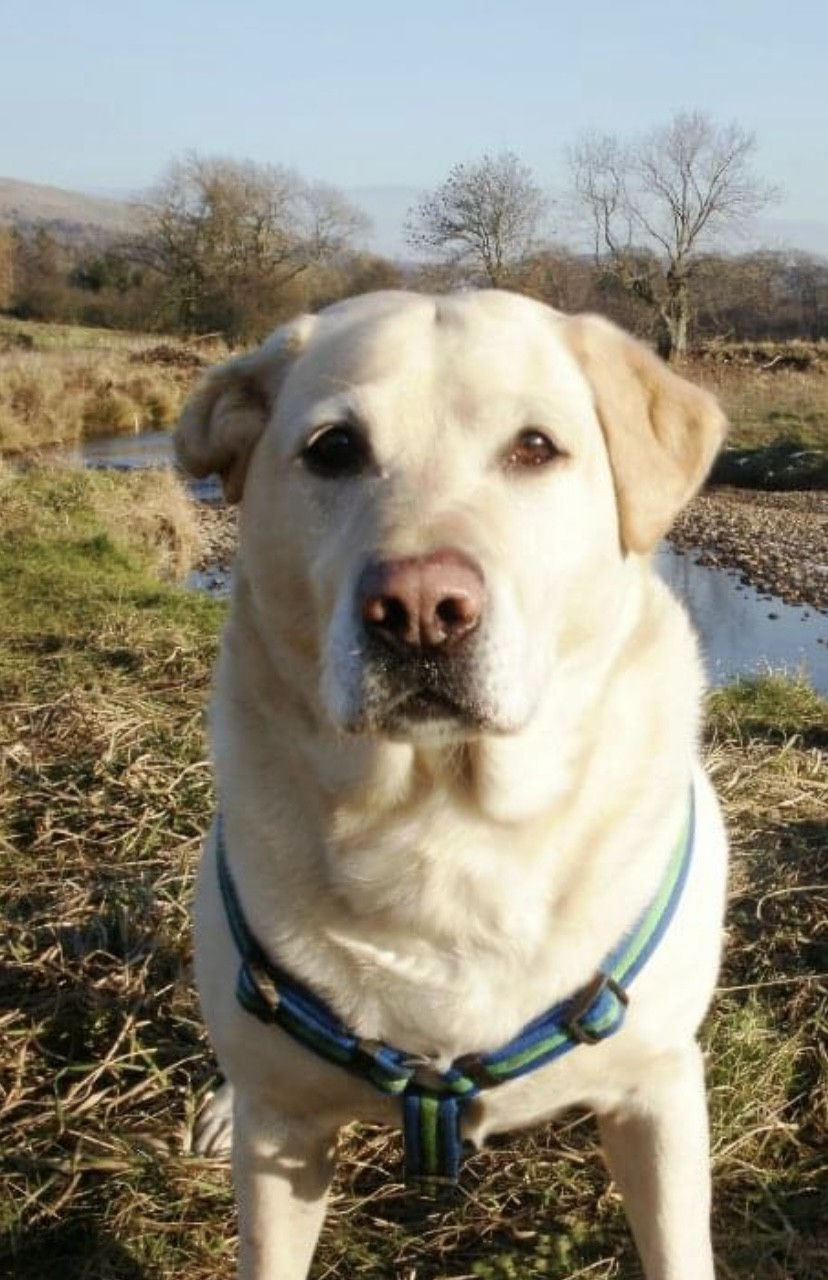 Charlie: My first irreplaceable dog