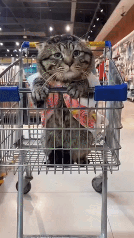 giphy-dreamies.gif