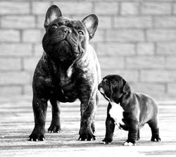 French Bulldog and its puppy