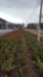 KMO Aanplanting groenscherm