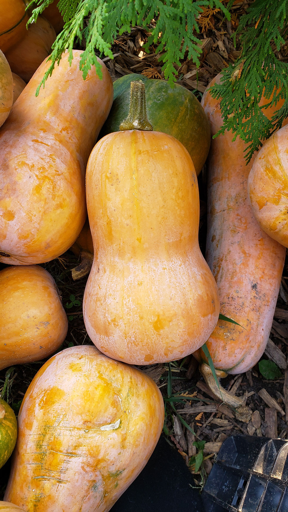 Honeybaby Hybrid Butternut