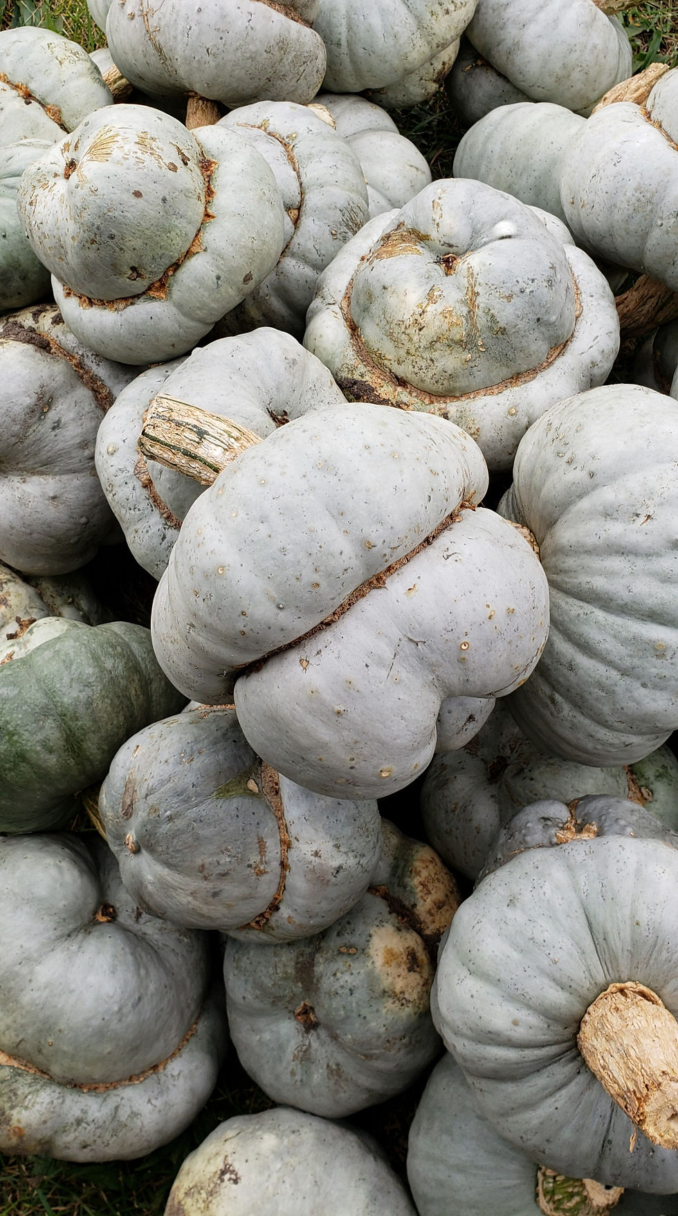 Zucca Mantovana