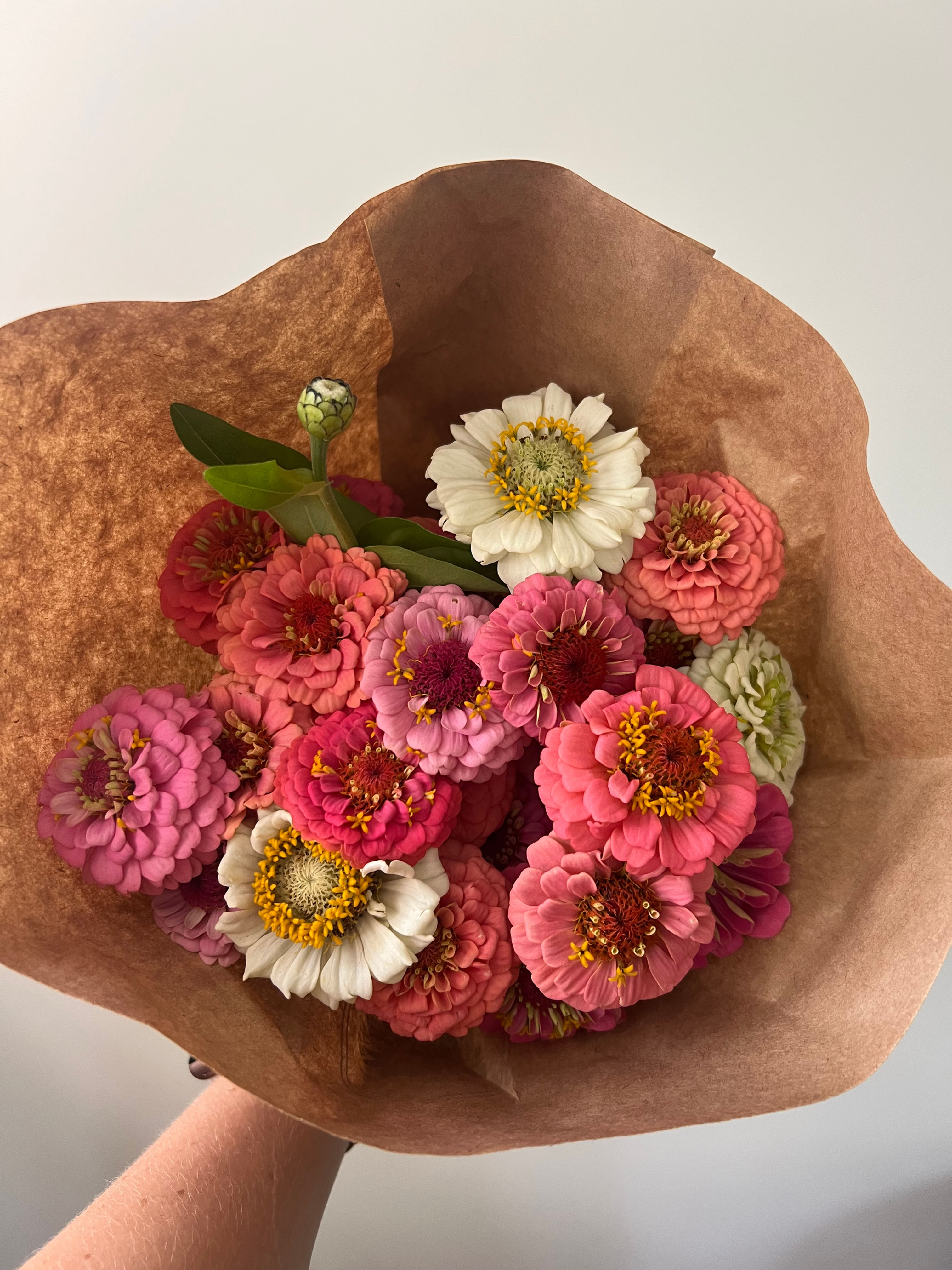 Zinnia Bunch
