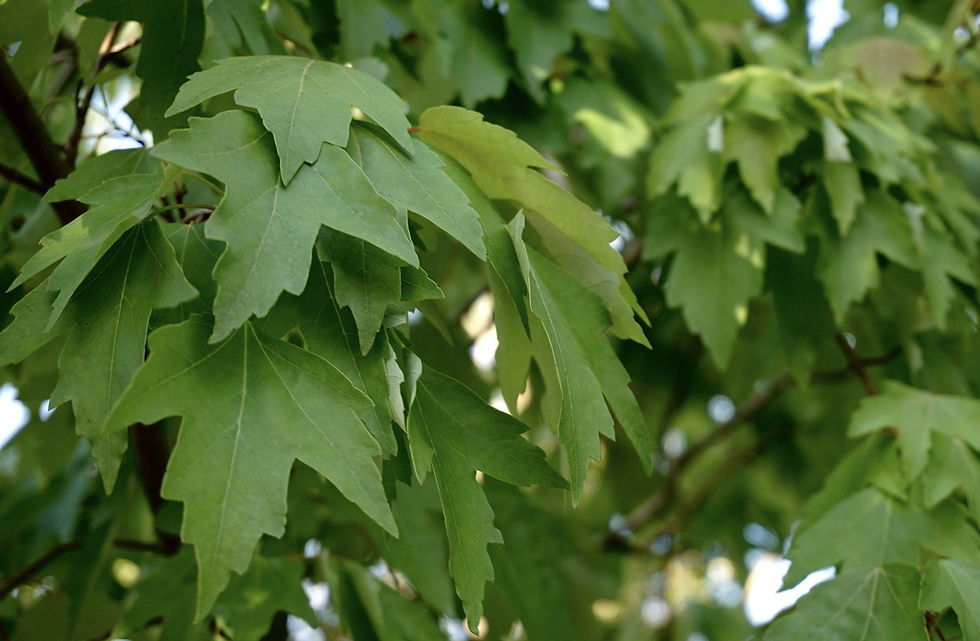 acer-rubrum.jpg