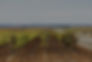 Vin de l'alentejo