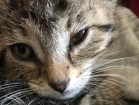 What's the one thing your business needs to be successful? Hint: it’s not a cat.