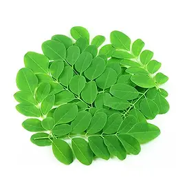 Moringa leaves