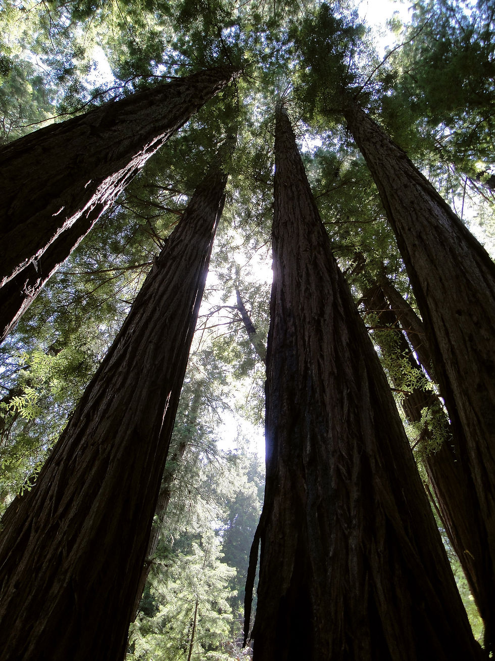 Muir Woods