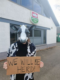 a person dressed as a cow stands outside Muller milk HQ holding a sing saying: we will be herd