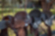 Stock saddle Fender Saddle Half breed saddle