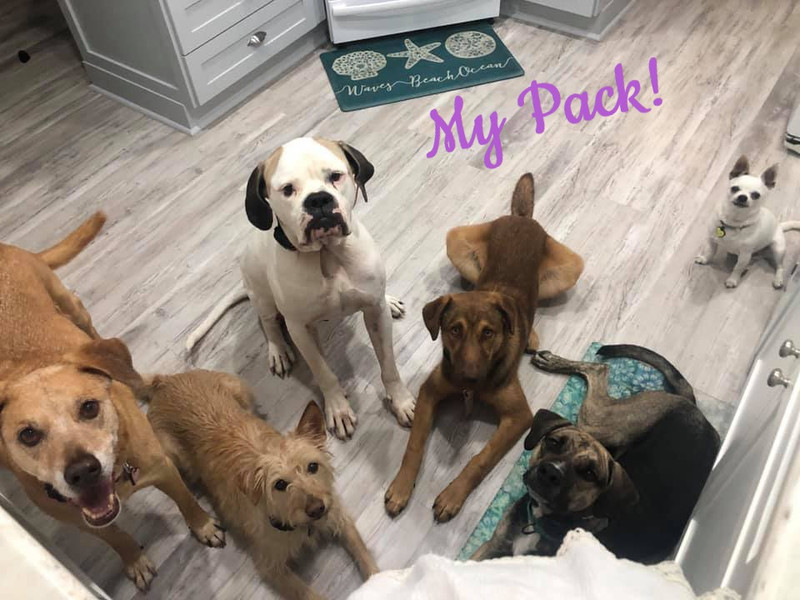 Loose Leashes Dog Training