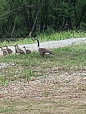 Wildlife at the park