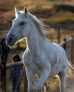 visits horse.jpeg