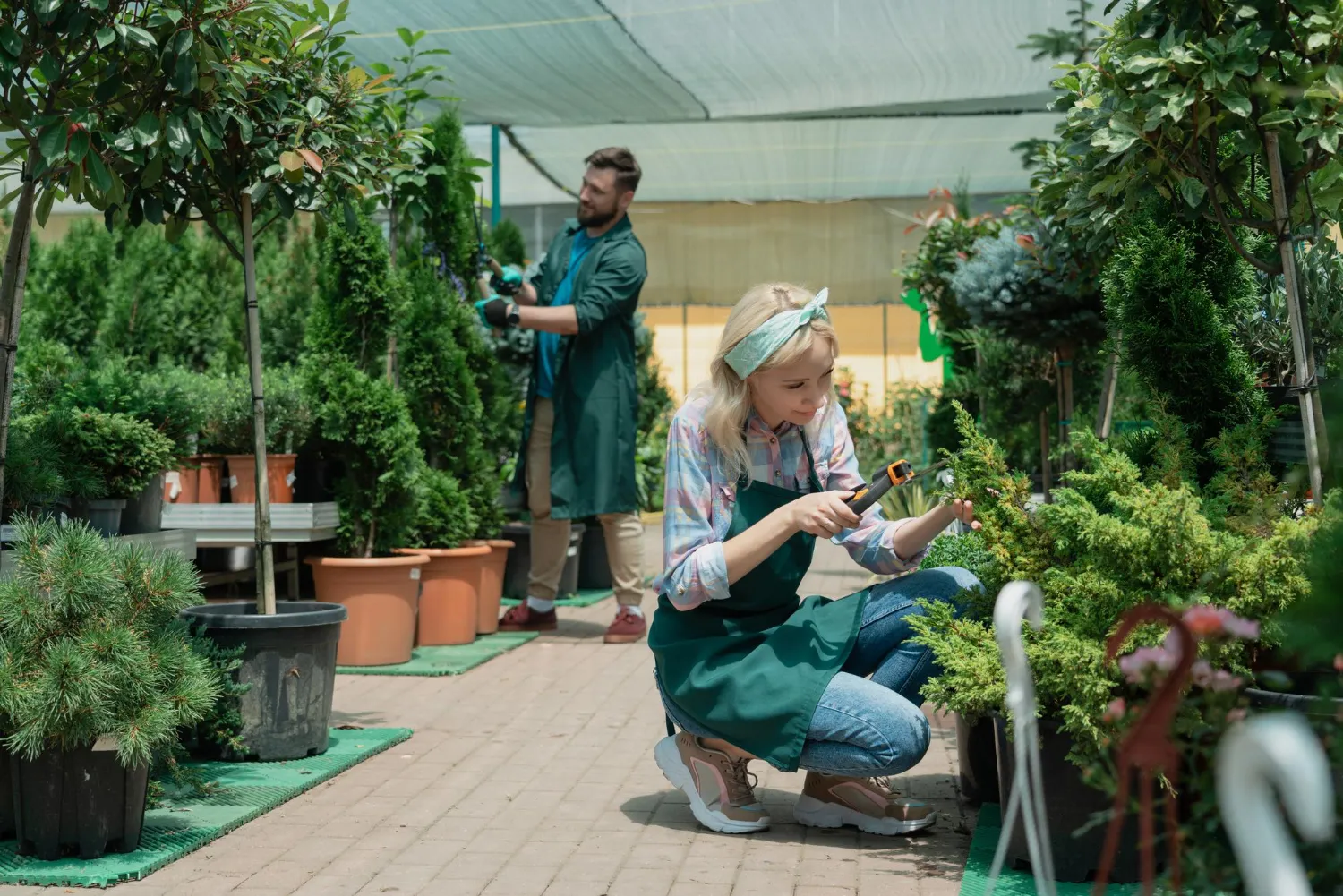 Choosing Low-Maintenance Plants