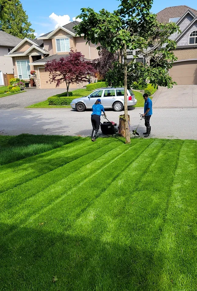 surrey lawn services-1.webp