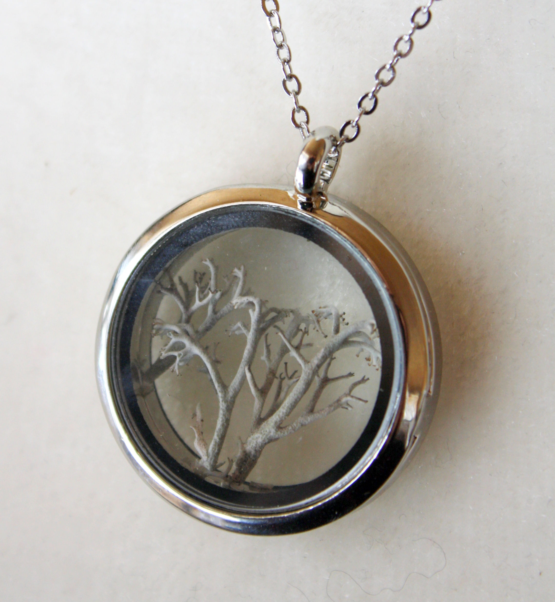 Loquet lichen Cladonia-Cladonia lichen locket