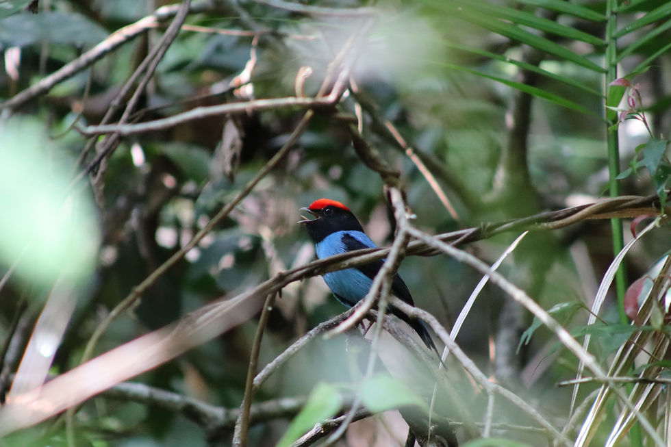 Birdwatching expedition