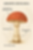 Buy Amanita Parts