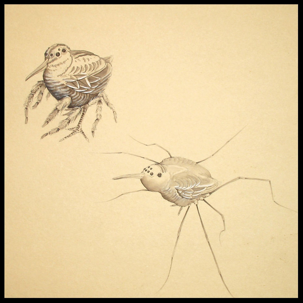 Spiderbird iv, v (snipe)