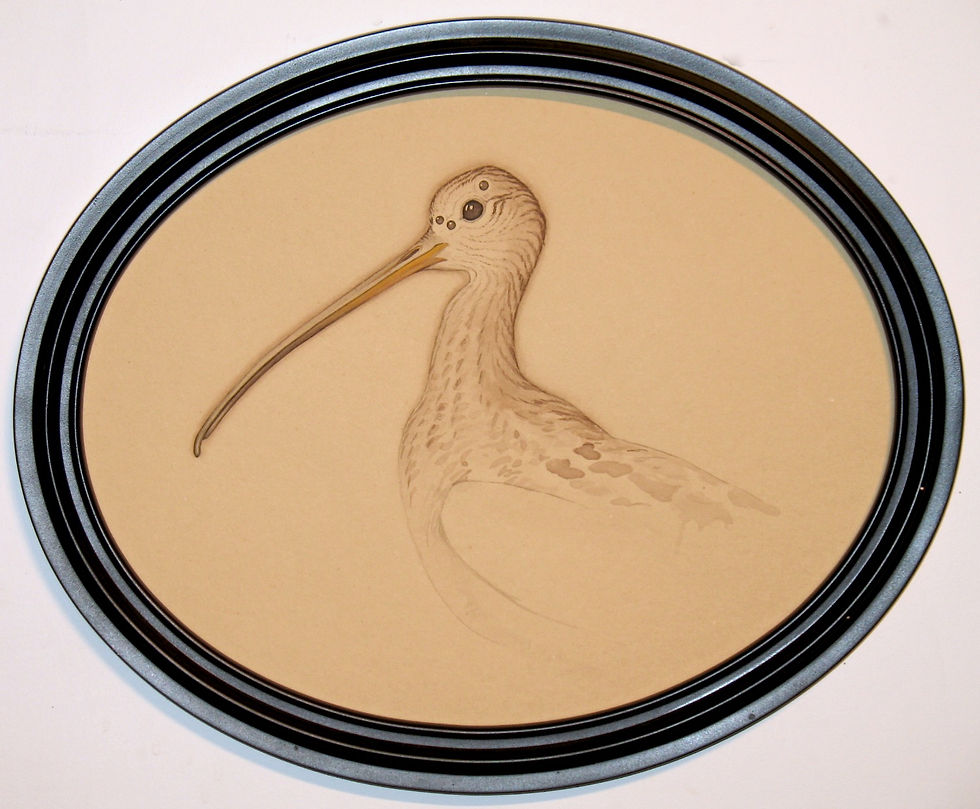 Spiderbird viii (curlew)