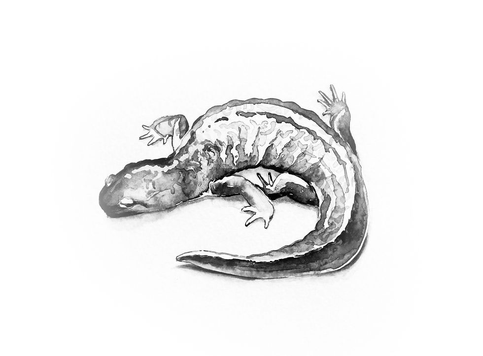 Idaho Giant Salamander