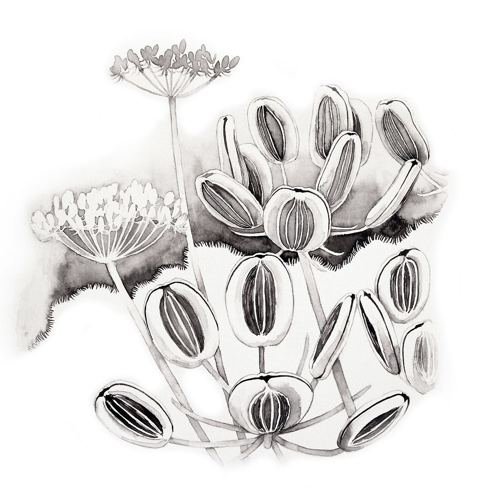 Columbia Desert Parsley