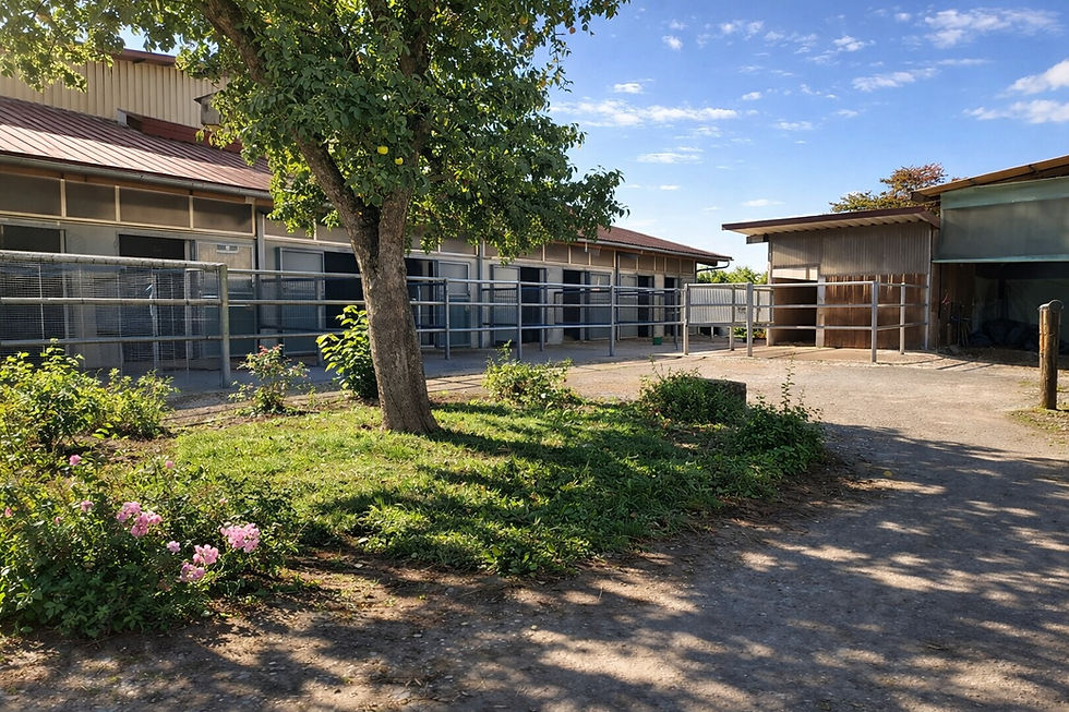 ChatGPTImage5Jan2026161641 - Kopie.jpg