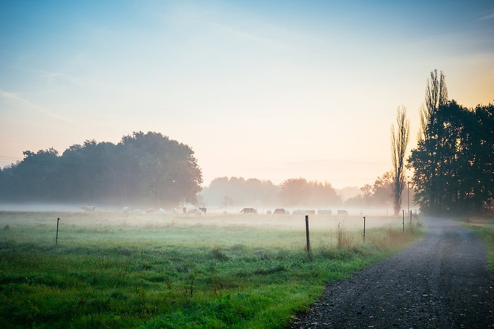 Photography of Green Grass Field