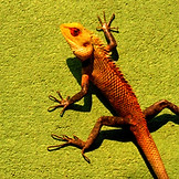 Reptile on Grass