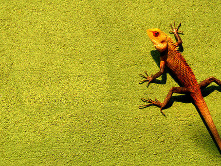 Fighting Fear or Fearing Fight?