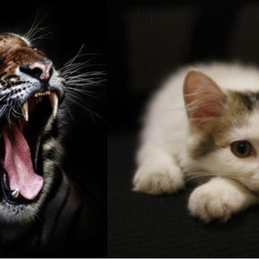 PTSD - Gratis online workshop