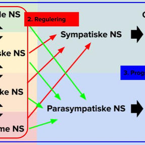 4 metoder til at regulere nervesystemet