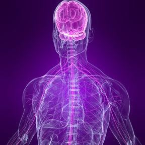 Evidens: Hvorfor NSP-Træning virker