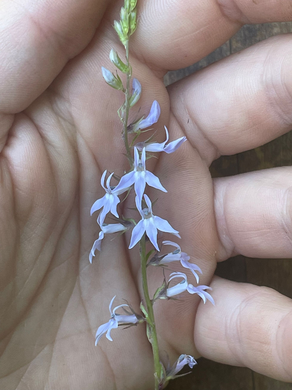 Pale Spiked Lobelia