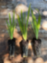 Blue Flag Iris