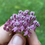 Thumbnail: Swamp Milkweed