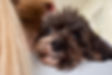 HH_pets-4.jpg