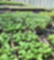 Basil-seedlings-2-1-927x1024.jpg