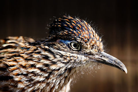 Close up of a road runner