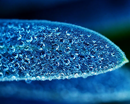 Dew drops on a succulent