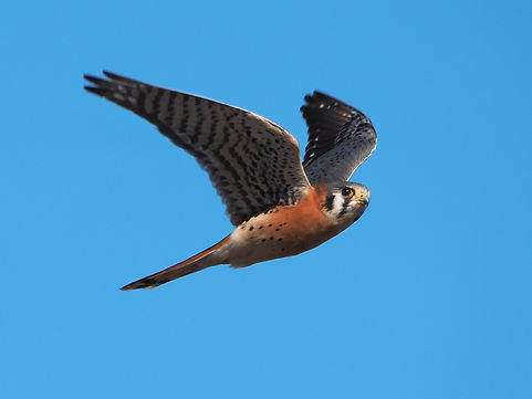American kestrel mid flight
