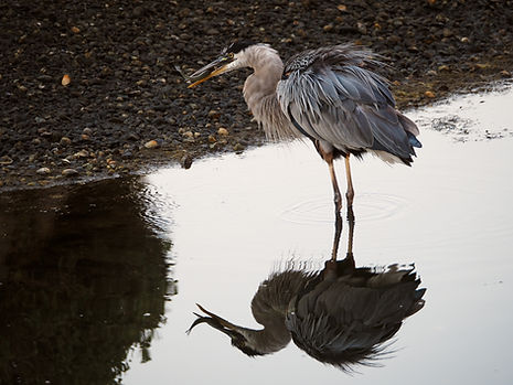 Great blue heron mirror image eating a fish