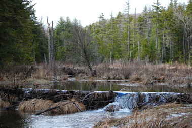 Harrisville beaver dam.jpg