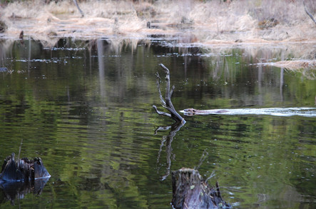 Willow swimming.jpg
